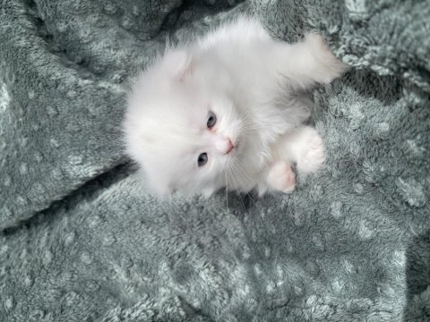 Maviş 35 Günlük Longhair Scottish Üzgün Ayı Surat