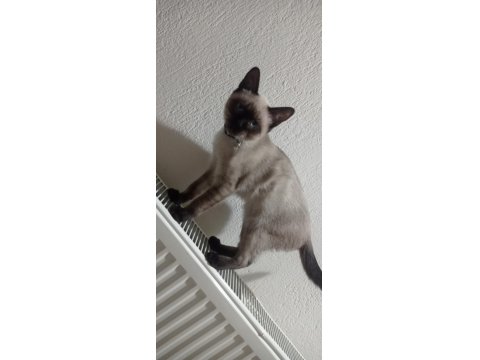 Siyam Kedisi Erkek 4 Aylık