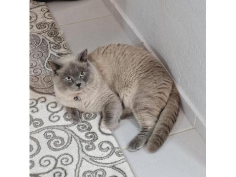 Kedimize Yeni Evini Ve Sahibini Arıyorum