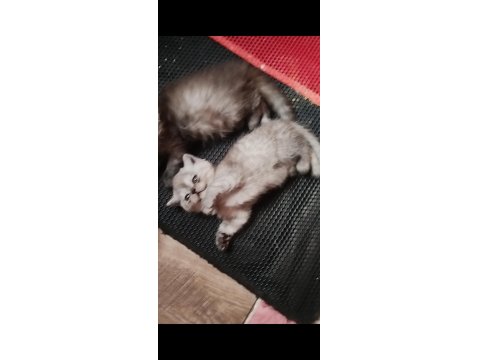 Mama Karşılığı Verilecek British Kediler