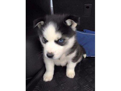 Husky Mavi Gözler İle Kalpleri Çalar
