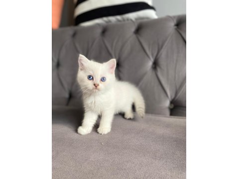 Safkan Ns1133 Silver British Bebekler