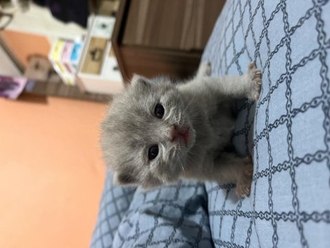 British Yavrularımız Rezerveye Açıktır