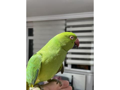 10 Aylık Erkek Pakistan Papağanı