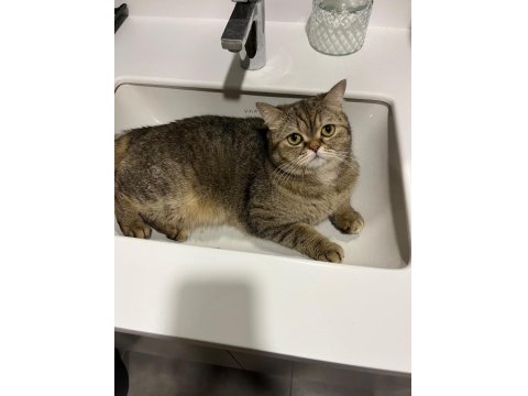 2 Yaşındaki British Yavrumuzu Ücretsiz Sahiplendiriyoruz