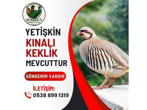 Yumurtlar Durumda Kınalı Keklik