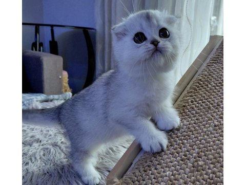 Şampiyon Atalardan Yavru Kediler