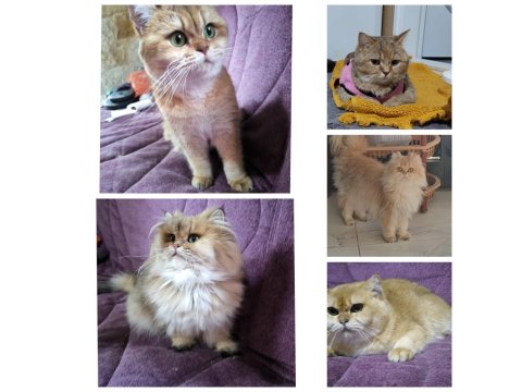 Şecereli Yetişkin Kediler