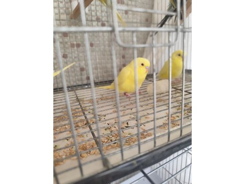 Yavru Muhabbet Kuşlarımız