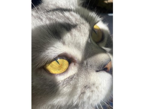 Scottish Fold (Erkek) Yeni Yuvasını Arıyor