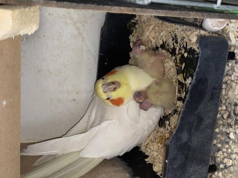 Yavru Sultan Papağanlarımız