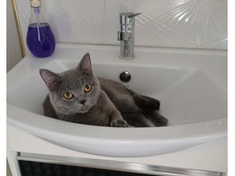 British Shorthair Dişi