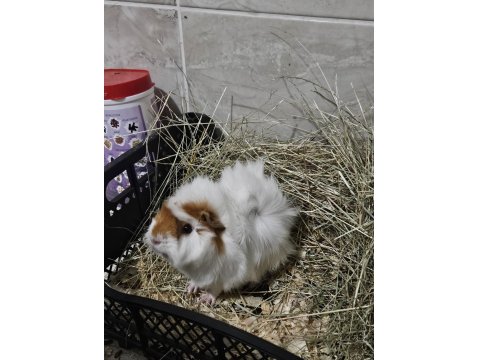 Ginepig Luki Sahiplendiyorum