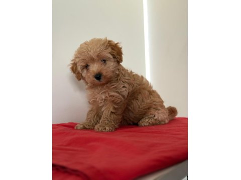 Tatlı Minik Maltipoo Yavrular