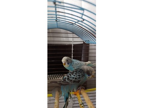 Yeme Düşen Muhabbet Kuşlarım Satılık