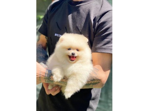 Pomeranian Boo 2.5 Aylık Dişi Veya Erkek