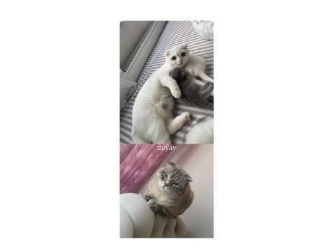 19.04.2025 Doğumlu Scottish Fold Yavrular