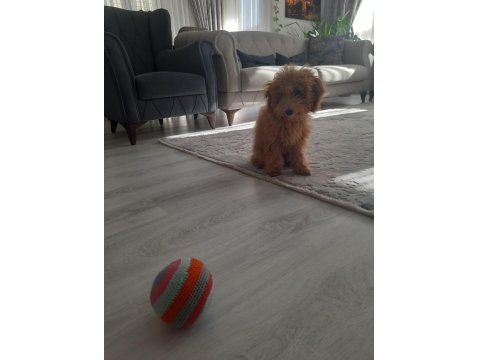 Enerji Bombası Safkan Poodle