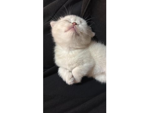 Prenses Kedimiz Yeni Yuvasını Arıyor!