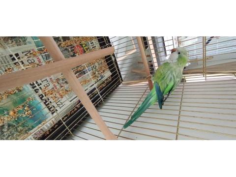 Yüksek Mutasyon Monk Papağanı