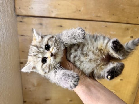 Dişi 65 Günlük Black Golden Long Hair