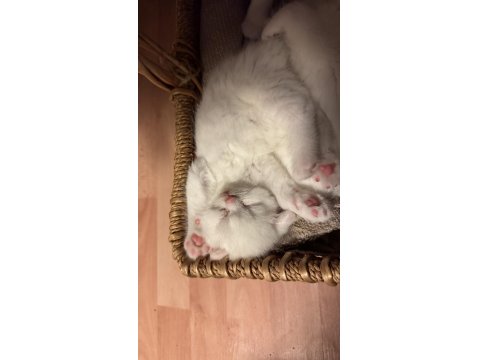 Kedilerimize Yeni Güzel Yuvalar Arıyoruz