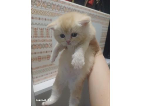 Altın Top Güzel British Shorthair Oğlan