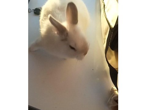 Hollanda Cuce Tavsan