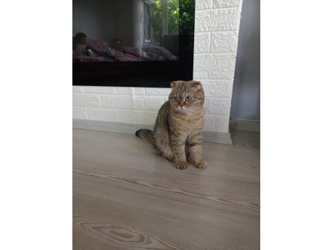 Tamamen Ücretsiz Kedi Evi İle Beraber