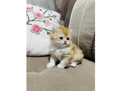 Yavru British Longhair Kedimize Yuva Arıyoruz