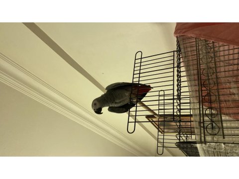 Üst Düzey Jako Papağanı 4 Yaşında