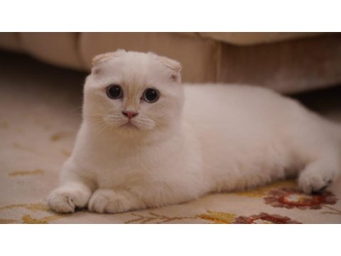 Scottish Fold Munchkin