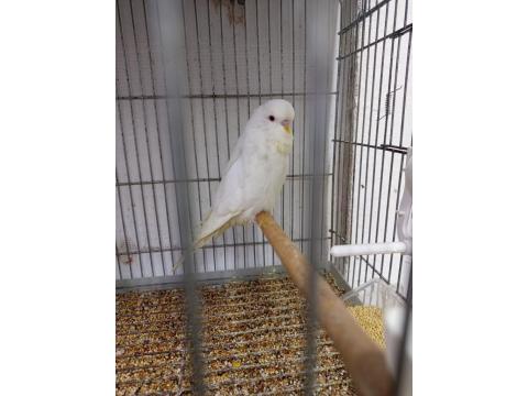 Orjinal Jumbo Muhabbet Kuşu Yavrular