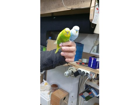 Çift Muhabbet Kuşu