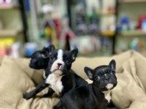 Sağlıklı French Bulldog Yavru Köpekler