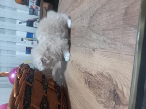 Bal Köpüğü Scottish Fold