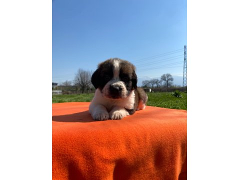 Safkan Saint Bernard Bebekler