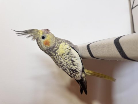 Sultan Papağanı Sahiplendirilecek Kuşlar