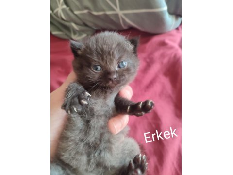 Farklı Cins Kediler Mevcuttur