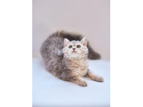 Kıvırcık Tüylü British Shorthair Kediler