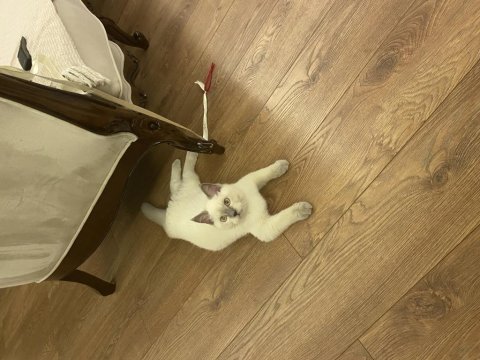 4 Aylık British Shorthair Bluepoint