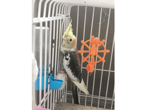 5 Aylık Erkek Sevimli Sultan Papağanı
