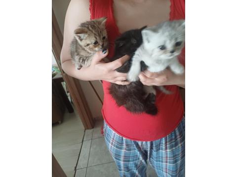 50 Günlük British Shorthair Yavrular Hazır