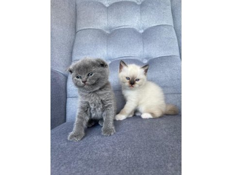 Scottish Fold Gri Yavru Kedimiz