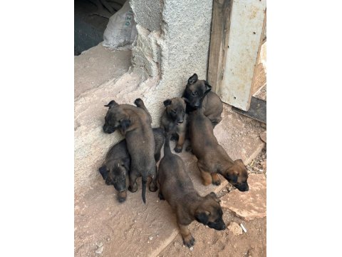 A Kalite Belçika Kurdu İlanı