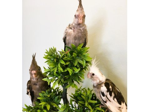 35 Günlük Yavru Bebek Sultan Papağanları A Kalite Wf