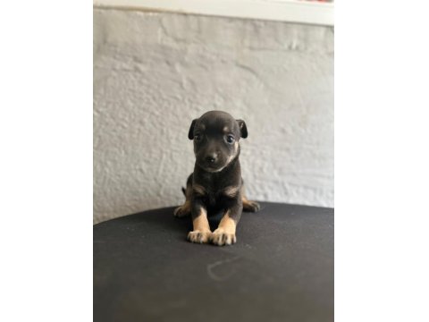 Safkan 0 Numara Minyatür Pinscher