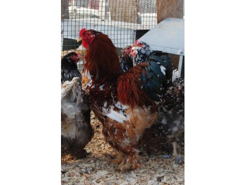 Blue Porselen Brahma Kuluçkalık Yumurta