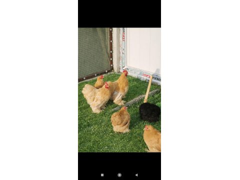 Buff Cüce Cochin Kuluçkalık Yumurta Ve Anaç Bulunur