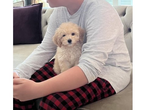 2.5 Aylık Dişi Maltipoo